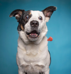 Wall Mural - border collie catching a treat with a wide open mouth in a studio shot isolated on a blue background