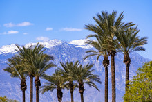 Palm Trees And The Snow Covered San Jacinto Mountains, Palm Springs, Coachella Valley, California