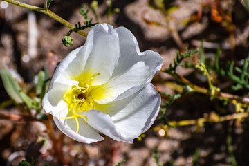 Wall Mural - Close up of Dune evening primrose (Oenothera deltoides) wildflower, Anza Borrego Desert State Park, south California