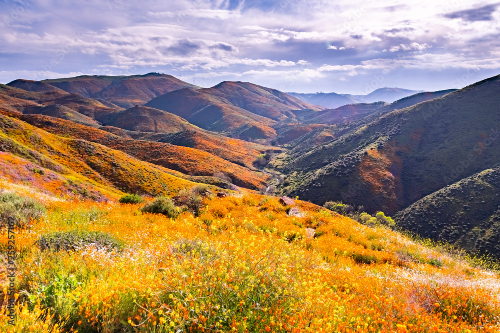 Landscape in Walker Canyon during the superbloom, California poppies covering the mountain valleys and ridges, Lake Elsinore, south California - obrazy, fototapety, plakaty 