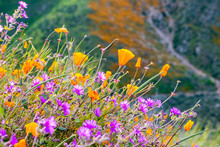 California Poppies (Eschscholzia Californica) And Desert Wishbone Bush (Mirabilis Laevis) Wildflowers Blooming In Walker Canyon, Lake Elsinore, California
