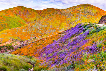 Wall Mural - Landscape in Walker Canyon during the superbloom, California poppies covering the mountain valleys and ridges, Lake Elsinore, south California