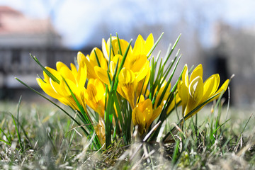 Wall Mural - close up of yellow crocus flowers