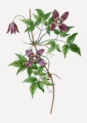 Canvas Print - Blooming Alpine Clematis flowers