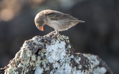 Galapagos Darwin Finch