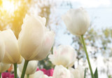 Fototapeta Tulipany - Soft Flower Background