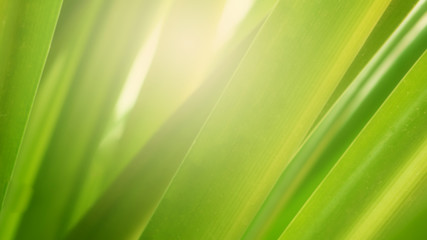 Natural Green Leaves Background in soft focus with Shiny Light. Spring Natural Background Concept.