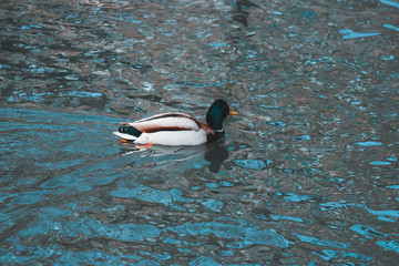 duck in the water