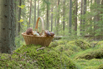 Sticker - Basket with penny buns, Boletus edulis