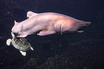 Wall Mural - Requin bulldog à Nausicaa