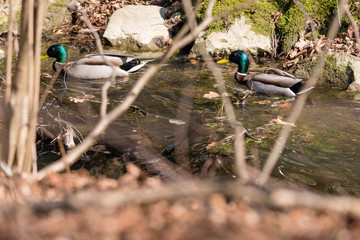 Canvas Print - Mallard on the water.