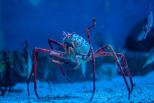 Giant Japanese Spider Crab In Aquarium