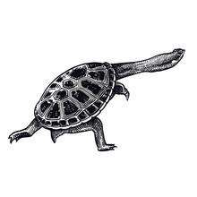 Animal Of Underwater World. Amazonian River Turtle Isolated. Black And White Reptile Vector Illustration.