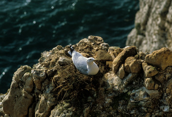 Goéland argenté, nid,.Larus argentatus, European Herring Gull