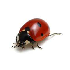 ladybug isolated on white