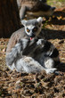 ring tailed lemur grooming