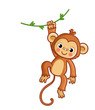 Monkey hanging on liana. Vector illustration. Cute animal.