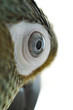 Parrot eye