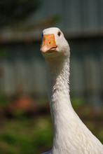 Close-up The Head Of White Goose.