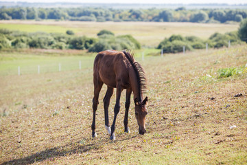 horse in the pasture / eat grass in the field