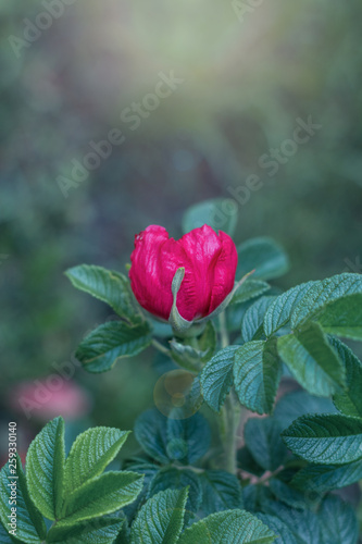 Dog-rose on a green background.