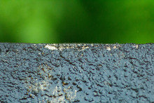 Selective Focus Of Lichen On Cement After Rainy Day With Green Blur Background