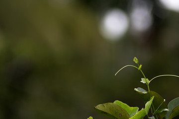 Wall Mural - View of nature branch in the morning on blurred nature view in background