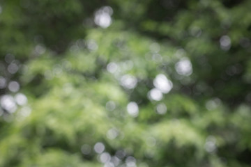 Wall Mural - Blurred picture of green nature background bokeh
