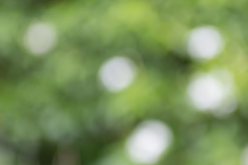 Wall Mural - Blurred picture of green nature background bokeh