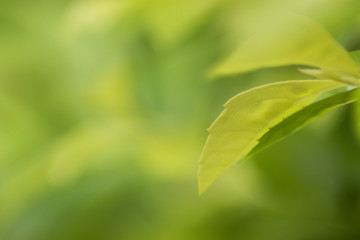 Wall Mural - Close up nature view of green leaf on blurred green background with copy space