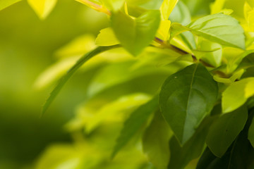 Wall Mural - Close up nature view of green leaf on blurred green background with copy space