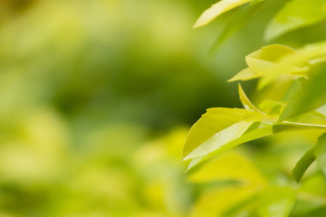 Wall Mural - Close up nature view of green leaf on blurred green background with copy space