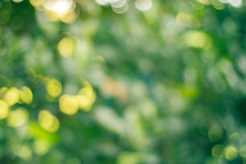 Wall Mural - Blurred view of nature  in bokeh style background in the afternoon with colorful highlight