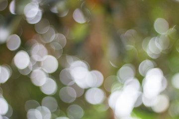Wall Mural - Blurred view of nature in bokeh style in the afternoon of day sky background