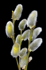 Wall Mural - spring april twigs with flowering buds wild willow tree isolated on black macro