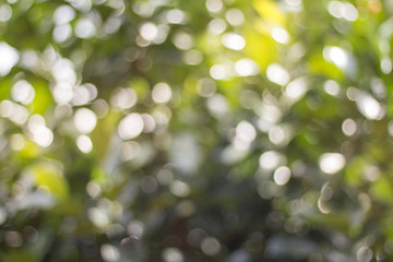 Wall Mural - Blurred view of nature in bokeh style in the afternoon of day sky background