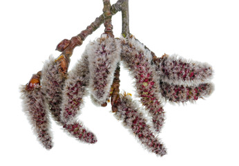 Wall Mural - spring april twigs with flowering buds wild aspen tree isolated macro