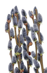 Wall Mural - spring april twigs with flowering buds wild lake willow bush isolated macro