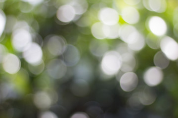 Wall Mural - Blurred view of nature in bokeh style in the afternoon of day sky background