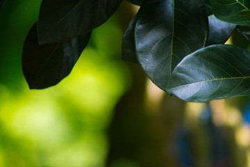 Wall Mural - Close up picture of leaves with copy space on blurred green view of nature background