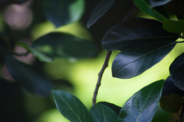 Wall Mural - Close up picture of leaves with copy space on blurred green view of nature background