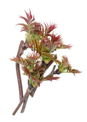 Wall Mural - first spring april young leaves on a branches of a forest bush isolated macro