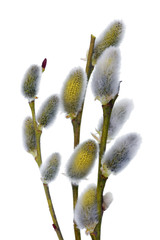 Wall Mural - spring april twigs with flowering yellow buds willow tree isolated