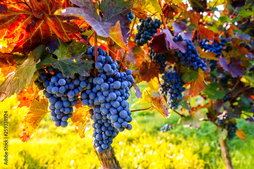 Fotomural Weinstock zur Weinlese im Herbst