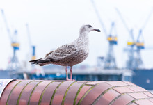 Seagull Standing On Top Of Wall With Harbor Cranes In Shallow Background