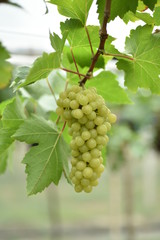 The fresh grapes on the farm are trees and fruit leaves from the vineyard near my house.