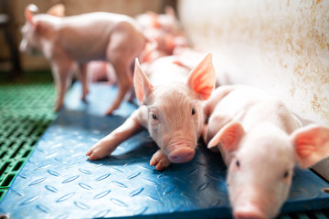 Wall Mural - Ecological pigs and piglets at the domestic farm