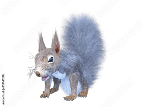 wiewiorka