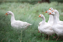 Domestic Geese In The Grass