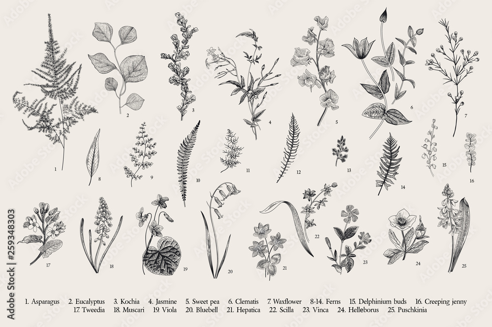 Spring flowers and ferns. Set. Vintage vector botanical illustration. Black and white - obrazy, fototapety, plakaty 